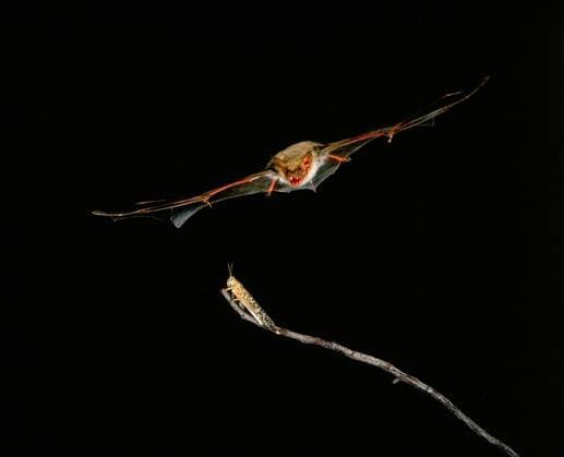 Großes Mausohr (myotis myotis), adult im Flug, Heuschrecke fangend *** Big Mouse-Clock Myotis Myotis , Adult at Flight, Locust fangend Copyright: imageBROKER G.xLacz ibllag08221591.jpg