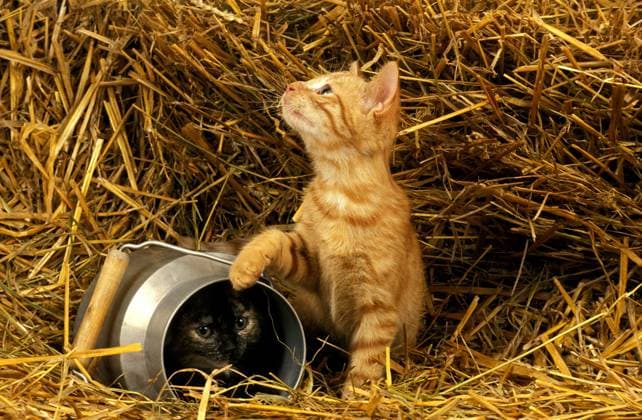 Hauskatze, Kätzchen spielen in einem Milchtopf auf Stroh *** Domestic cat, Kittens Play in a Milk pot at Straw Copyright: imageBROKER G.xLacz ibllag08237634.jpg
