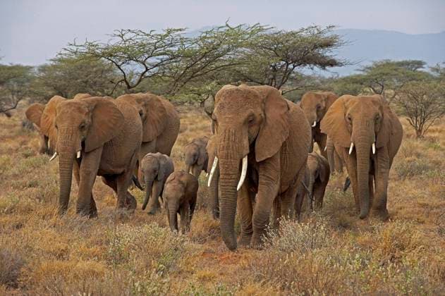 Creative Highlights World Afrikanischer Elefant (loxodonta africana), Gruppe geht durch Savanne, Masai Mara Park in Kenia *** African Elephant Loxodonta africana , Group goes through Savannah, Masai Mara Park in Kenya Copyright: imageBROKER/G.xLacz ibllag08245842.jpg