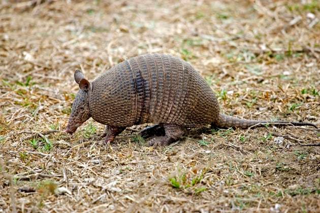 Neunbinden-Gürteltier (dasypus novemcinctus), ausgewachsen, Los Lianos in Venezuela *** Nine-bandages Armadillo Dasypus novemcinctus , fully grown, Los LIANOS in Venezuela Copyright: imageBROKER G.xLacz ibllag08246646.jpg