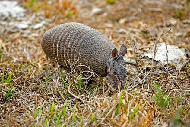 Neunbinden-Gürteltier (dasypus novemcinctus), ausgewachsen in der Pampa, Los Lianos in Venezuela *** Nine-bandages Armadillo Dasypus novemcinctus , full-blown in the Pampa, Los LIANOS in Venezuela Copyright: imageBROKER G.xLacz ibllag08246649.jpg