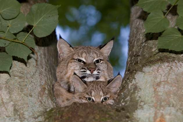  Europäischer Rotluchs (felis lynx), Mutter mit Jungtier im Baum stehend *** European Bobcat Felis Lynx , Mother with Kitten at Tree standing Copyright: imageBROKER/G.xLacz ibllag08248544.jpg