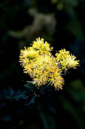 RECORD DATE NOT STATED A closeup shot of the Thalictrum flavum yellow plant *** einer closeupe erschossen des der Thalictrum flavum Gelb Pflanze 7148648
