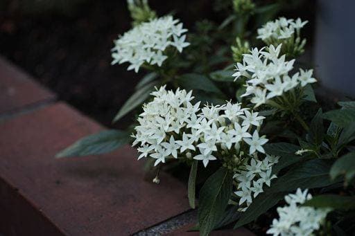 RECORD DATE NOT STATED A closeup of beautiful white pentas flowers in a garden *** einer closeupe des Schönes weiß pentas Blumen ÊIn einer Garten 7150169