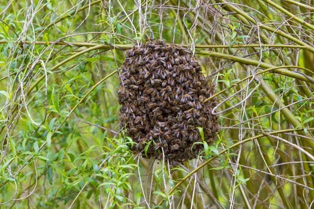 Creative Highlights World Europaeische Honigbiene, Westliche Honigbiene, Gemeine Honigbiene (Apis mellifera mellifera), Schwarmtraube an einem Strauch, Deutschland honey bee, hive bee (Apis mellifera mellifera), bee swarm at a shrub, Germany BLWS686659 *** european Honey bee, Western Honey bee, Common Honeybee Apis mellifera mellifera , Swarm screw to a Shrub, Germany Honey bee, Hive Bee Apis mellifera mellifera , Bee swarm AT a shrub, Germany BLWS686659 Copyright: xblickwinkel F.xHeckerx