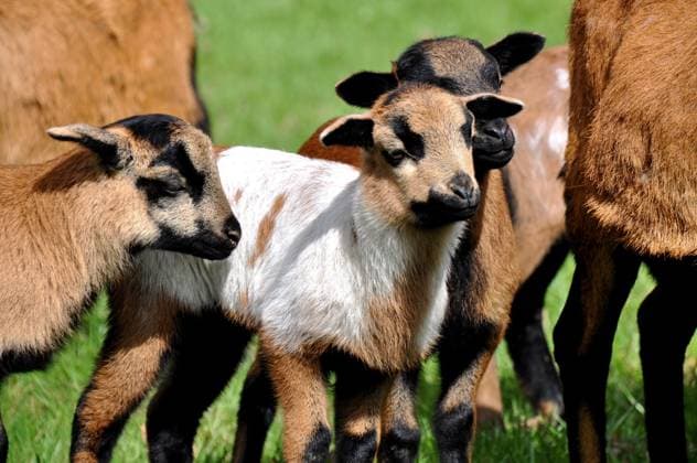 Hausziege, Haus-Ziege (Capra hircus, Capra aegagrus f. hircus), Jungtiere in der Herde auf der Weide, Deutschland domestic goat (Capra hircus, Capra aegagrus f. hircus), goatlings on a pasture, Germany BLWS687075 *** Domestic goat, House Goat Capra hircus, Capra aegagrus F hircus , Young animals in the Herd at the Pasture, Germany Domestic GOAT Capra hircus, Capra aegagrus F hircus , goatlings ON a pasture, Germany BLWS687075 Copyright: xblickwinkel S.xKoerberx