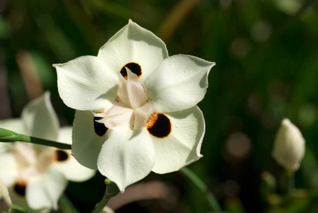 RECORD DATE NOT STATED Close up of white flower with brown and orange highlights Copyright: xRandyxMiramontezx xDesignxPicsx , 31305221 Copyright: CHENxPINGHUNGx xDesignxPics 31305221 !ACHTUNG AUFNAHMEDATUM GESCHÄTZT!