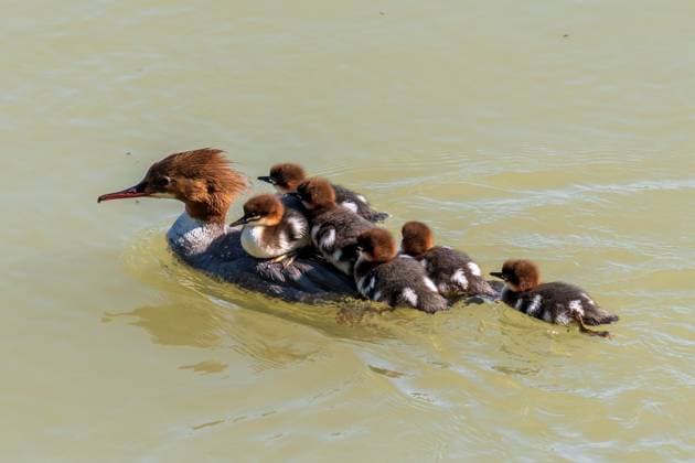 Entertainment Bilder des Tages family of a common merganser or goosander, Mergus merganser on the danube river in austria *** Familie eines Gänsesägers, Mergus merganser, an der Donau in Österreich Copyright: xWolfgangxSimlingerx