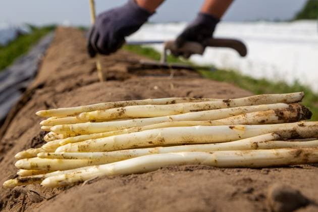 Landwirtschaftliche Spargelernte beim Gemüsehof Schmitt in Hockenheim, Baden-Württemberg *** Agricultural asparagus harvest at the Schmitt vegetable farm in Hockenheim, Baden Württemberg Copyright: xx