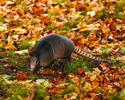 RECORD DATE NOT STATED A black Armadillo (Dasypus novemcinctus) with pink signs walking through the leaves in Dover, Tennessee *** einer Schwarz Gürteltier Dasypus novemcinctus mit Rosa Schilder Spazierengehen durch der verlässt ÊIn Dover, Tennessee 10155161