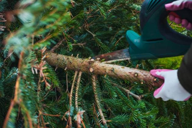 Gardening work in autumn and winter. Teenager is sawing old Christmas tree with electric saw and cutting branches . Gardening work in autumn and winter. Teenager is sawing old Christmas tree with electric saw and cutting branches . Copyright: xZoonar.com IngridxBalabanovax 20011644
