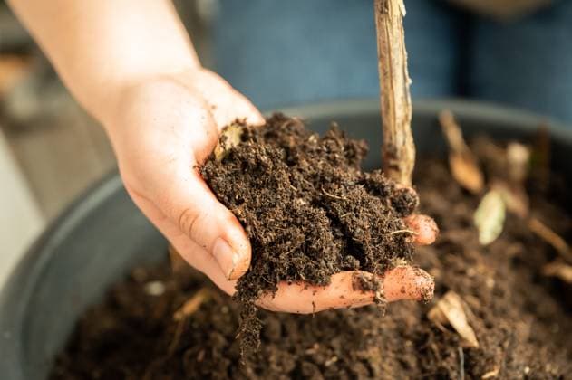Close-up woman holding plant soil in her hand, view from high angle, soil from a pot on the balcony Close-up woman holding plant soil in her hand, view from high angle, soil from a pot on the balcony ,model released, Symbolfoto Copyright: xZoonar.com MarkusxBeckx 20021573 ,model released, Symbolfoto ,property released