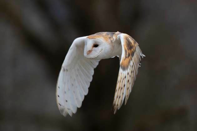 Schleiereule, Schleier-Eule (Tyto alba), im Flug, Deutschland, Bayern Barn owl (Tyto alba), in flight, Germany, Bavaria BLWS687188 *** Barn Owl, Veil Owl Tyto Alba , at Flight, Germany, Bavaria Barn OWL Tyto Alba , in flight, Germany, Bavaria BLWS687188 Copyright: xblickwinkel M.xKuehnx