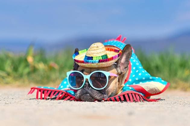 IMAGO Creative, Jahreszeit Sommer, Sonnenschutz Adorable französische Bulldogge Hund gekleidet mit Sonnenbrille, einem bunten Strohhut und Poncho Kleid auf dem Boden vor verschwommenen Wiese im Sommer liegen *** adorable French Bulldog Dog dressed with Sunglasses, a colourful Straw hat and Poncho Dress at the Floor before blurred Meadow at Summer are Copyright: imageBROKER/Firn ibxmob09290974.jpg