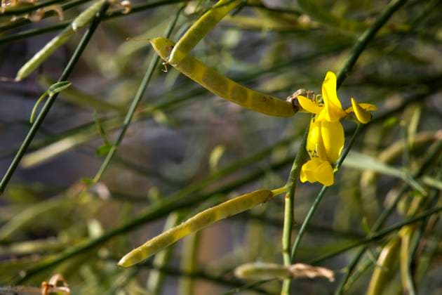 Ginster (Genista horrida, Syn. Echinospartum horridum) im botanischen Garten Ginster (Genista horrida, Syn. Echinospartum horridum) im botanischen Garten, Bonn, Nordrhein-Westfalen, Deutschland Copyright: xZoonar.com ErichxTeisterx 14973318