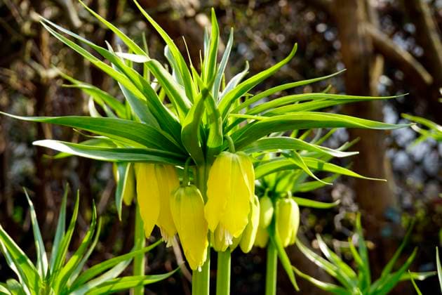 gelbe Kaiserkrone (Fritillaria imperialis Lutea Maxima) gelbe Kaiserkrone (Fritillaria imperialis Lutea Maxima) Copyright: xZoonar.com ErichxTeisterx 17152862