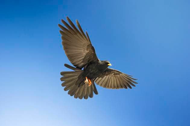 Alpendohle, Alpen-Dohle, Bergdohle, Berg-Dohle, Jochdohle, Joch-Dohle (Pyrrhocorax graculus), im Flug, Ansicht von unten, Deutschland, Bayern alpine chough (Pyrrhocorax graculus), in flight, view from below, Germany, Bavaria BLWS687095 *** Alpine chough, Alps Jackdaw, Mountain Jackdaw, mountain Jackdaw, Jochdohle, Yoke Dohle Pyrrhocorax graculus , at Flight, View from below, Germany, Bavaria Alpine chough Pyrrhocorax graculus , in flight, View from below, Germany, Bavaria BLWS687095 Copyright: xblickwinkel M.xKuehnx