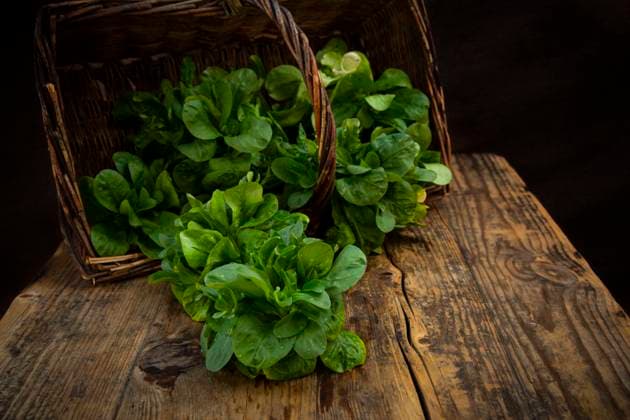 Freshly harvested corn salad in wicker basket, LVF09349