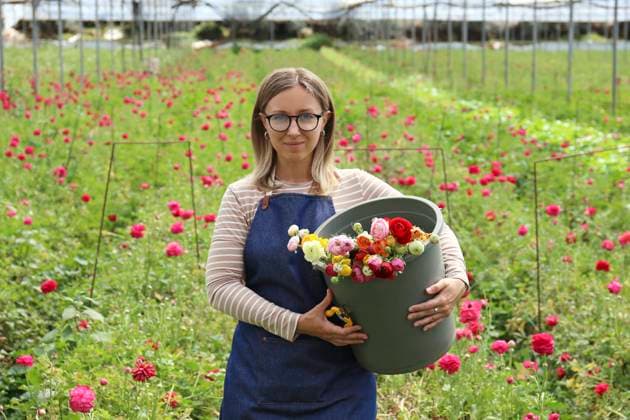 Woman holding bucket with Ranunculus flowers in greenhouse model released, Symbolfoto, SYEF00376