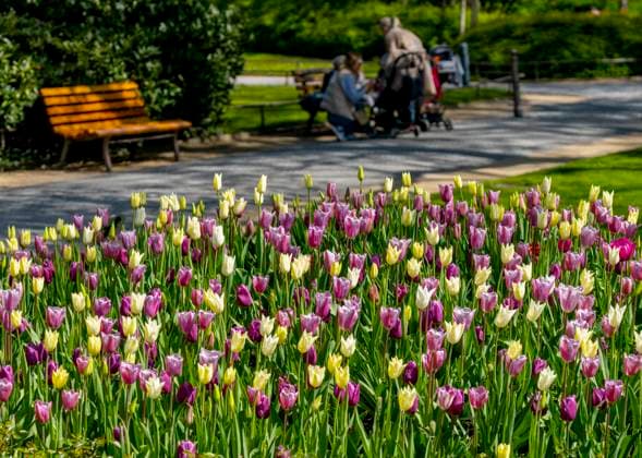 IMAGO Creative, Lifestyle, Frühling in der Stadt dekorative Tulpenbeete im Park, Berlin, Deutschland *** Decorative Tulip beds at Park, Berlin, Germany 1020921693