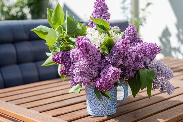 Front view of lilac flowers bouquet in ceramic vase on wooden garden table against blurred outdoor terrace in sunny day AnnaBogush_ID13993_422081_008 Copyright: xAnnaxBogushx Model Released