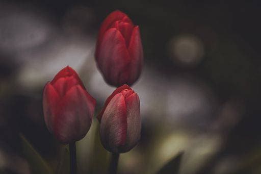 A selective focus shot of red garden tulip flowers with blur dark background *** einer selektive Fokus erschossen des Roter Garten Tulpe Blumen mit Unschärfe dunkle Hintergrund 15849719 RECORD DATE NOT STATED
