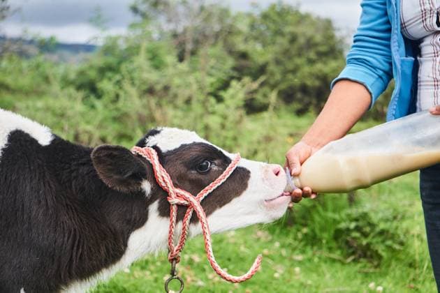 IMAGO Creative, Biodynamische Landwirtschaft MR_ID13980_13392_JesicaAlban.jpg Cropped unrecognizable female farmer in casual clothes feeding domestic cow with milk from bottle during work in countryside in Ecuador, Model released JoseDeJesusSaldana_ID13980_421538_015 Copyright: xJosdexJesusxSaldanax MR