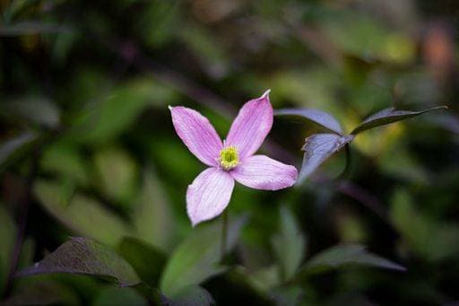 A closeup of a Clematis montana flower growing outdoor *** einer closeupe des einer Waldrebe montana Blume wachsend Drauss 7412104 RECORD DATE NOT STATED