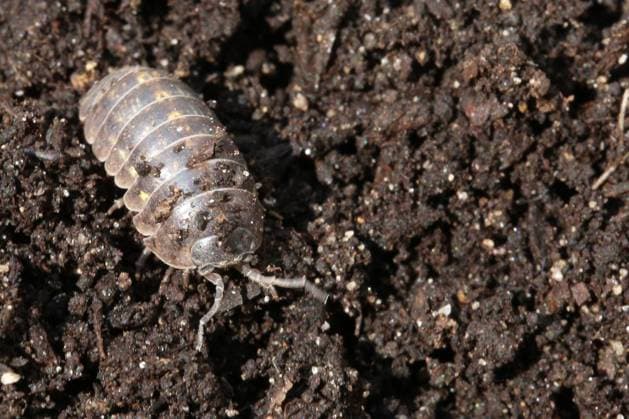 Creative Highlights World Woodlouse Woodlouse in Toronto, Ontario, Canada, on May 22, 2023. Toronto Canada  Copyright: xCreativexTouchxImagingxLtdx originalFilename: friedman-woodlous230522_npPyr.jpg