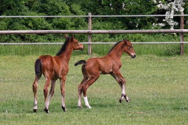  Hauspferde (Equus caballus), Fohlen spielen auf Wiese, Tierkinder, Schleswig-Holstein, Deutschland, Europa *** Domestic horses Equus caballus , Foals Play at Meadow, Animal Children, Schleswig Holstein, Germany, Europe Copyright: imageBROKER/JustusxdexCuveland ibxuve09297876.jpg