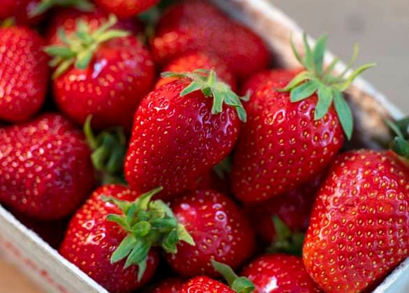 News Bilder des Tages 25.05.2023, Erdbeeren vom Supermarkt aus Deutschland.. 25.05.2023, Erdbeeren 25.05.2023, Erdbeeren *** 25 05 2023, Strawberries from supermarket from Germany 25 05 2023, Strawberries 25 05 2023, Strawberries