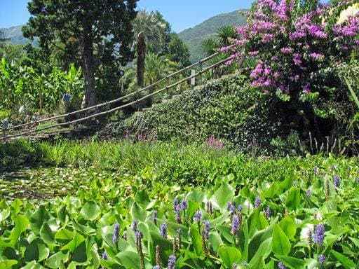 RECORD DATE NOT STATED Pond with flowers and trees in Isole di Brissago in Lago Maggiore in Switzerland *** Teich mit Blumen und Bäume ÊIn Isole di Brissago ÊIn Lago Maggiores ÊIn Schweiz 7633149