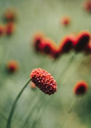 A vertical shallow focus of a Great Burnet, Sanguisorba officinalis flowerhead *** einer hoch seicht Fokus des einer Große Burnet, Sanguisorba officinalis flowerhead 7700756 RECORD DATE NOT STATED