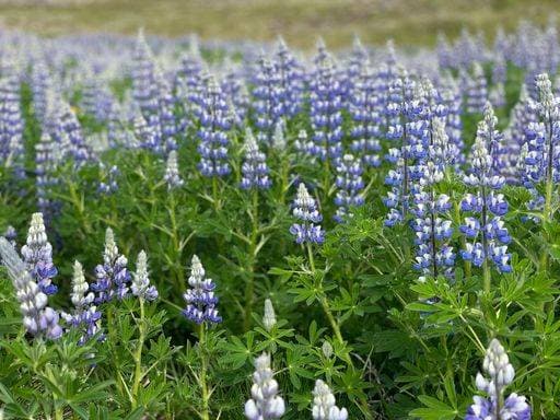 Beautiful lupines blooming in the green meadow *** Schönes Lupinen bluehend ÊIn der Grün Wiese 7736435 RECORD DATE NOT STATED