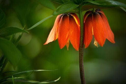 A beautiful shot of an orange Crown Imperial (Fritillaria imperialis) on a blurry background *** einer Schönes erschossen des An&Verkauf Orangefarbene Krone kaiserlichen Fritillaria imperialis am einer blurry Hintergrund 8137900 RECORD DATE NOT STATED