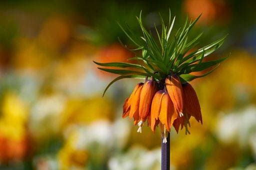A selective shot of an orange Crown Imperial (Fritillaria imperialis) on a blurry background *** einer selektive erschossen des An&Verkauf Orangefarbene Krone kaiserlichen Fritillaria imperialis am einer blurry Hintergrund 8137914 RECORD DATE NOT STATED