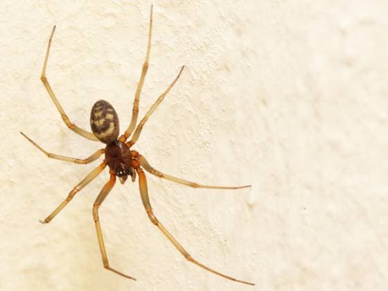 Fettspinne in der Wohnung (Theridiidae Steatoda Grossa) Spinne in der Wohnung auf der Tapete (Theridiidae Steatoda Grossa) Copyright: xZoonar.com ThorstenxKloepperx 12411113
