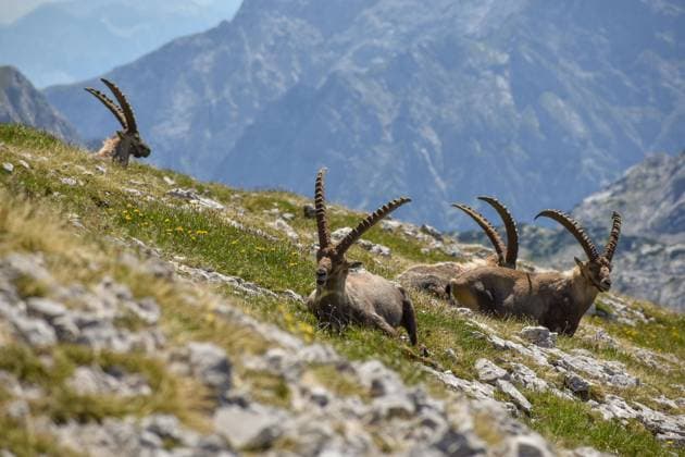  Alpensteinbock (Capra ibex) auf dem Kahlersberg im Nationalpark Berchtesgaden, Bayern *** Alpine ibex Capra IBEX at the Kahlersberg at National Park Berchtesgaden, Bavaria Copyright: imageBROKER/ChristianxPeters ibxchp09294635.jpg