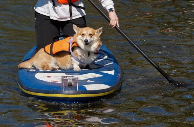 Russia Petshop Days Festival 8443960 28.05.2023 A young woman with her pet is seen on a sup board at the Petshop SUP festival in the Primorsky Victory Park on Krestovsky Island in St. Petersburg, Russia. Alexei Danichev Sputnik St. Petersburg Russia  Copyright: xAlexeixDanichevx
