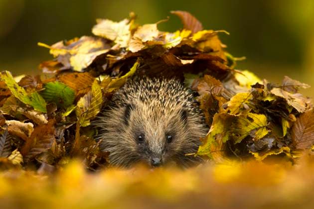  Europäischer Igel, Europäische Igel, Braunbrustigel, Westigel, Westeuropäischer Igel, Westeuropäische Igel, Insektenfresser, Säugetiere, Tiere, European Hedgehog *** European hedgehog, European hedgehog, Brown hedgehog, Western hedgehog, Western European hedgehog, Insectivores, Mammals, Animals, European Hedgehog Copyright: imageBROKER/FLPAx/xJulesxCox iblhoj05576611.jpg