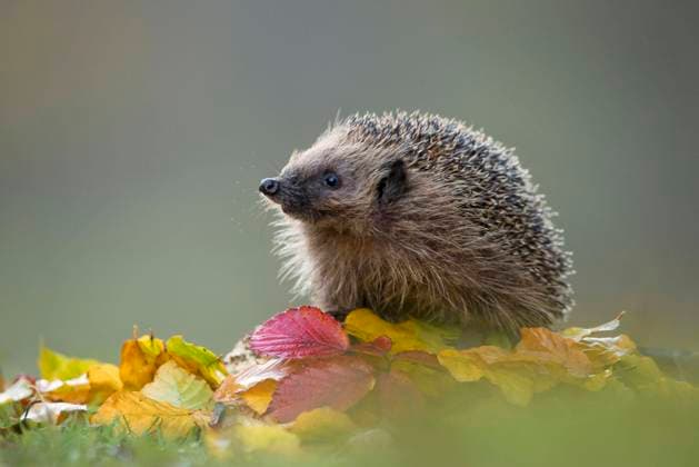  Europäischer Igel, Europäische Igel, Braunbrustigel, Westigel, Westeuropäischer Igel, Westeuropäische Igel, Insektenfresser, Säugetiere, Tiere, European Hedgehog *** European hedgehog, European hedgehog, Brown hedgehog, Western hedgehog, Western European hedgehog, Insectivores, Mammals, Animals, European Hedgehog Copyright: imageBROKER/FLPAx/xJulesxCox iblhoj05576621.jpg