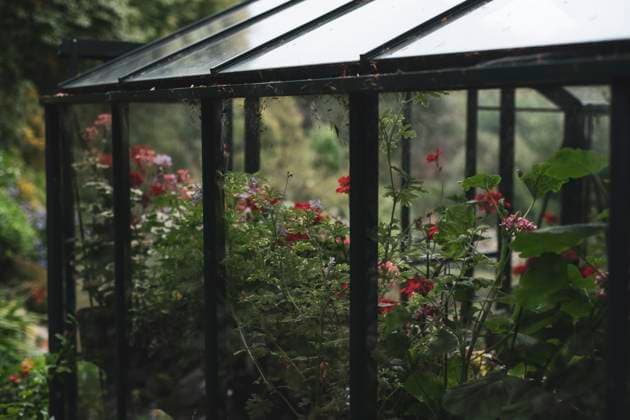 IMAGO Creative: Garten, Anbau im Gewächshaus Beautiful flower green house in lush british garden Gruinard, Scotland, United Kingdom CR_PIDODS230202-857175-01