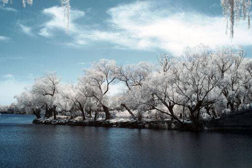 A winter landscape of snow-covered trees around a lake, part of the Summer Palace ensemble in Beijing *** einer winterlichen Landschaft des Schnee Gedeckter Bäume rund einer lake, Teil des der Sommer Palast ensemble ÊIn Peking 8210417 RECORD DATE NOT STATED