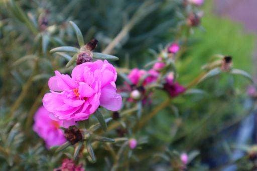 A closeup of a mexican rose (Portulaca grandiflora) in a garden against blurred background *** einer closeupe des einer Mexikanische Hagebuttenschalen Portulaca grandiflora ÊIn einer Garten gegen unscharf Hintergrund 8212405 RECORD DATE NOT STATED