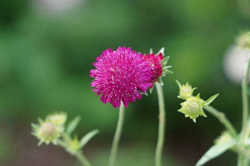 A closeup shot of beautiful Knautia macedonica flowers *** einer closeupe erschossen des Schönes Knautia macedonica Blumen 8350876 RECORD DATE NOT STATED