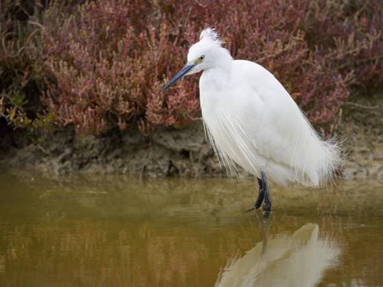 Creative Highlights World A Little Egret walking in the water looking for food, springtime in Camargue (Provence, France) Les Saintes-Maries-de-la-Mer France