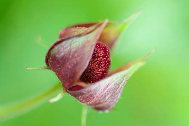 Sumpf-Blutauge *** Swamp Blood eye Copyright: imageBROKER B.xMaier iblmup05529722.jpg