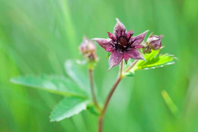 Sumpf-Blutauge *** Swamp Blood eye Copyright: imageBROKER B.xMaier iblmup05529723.jpg