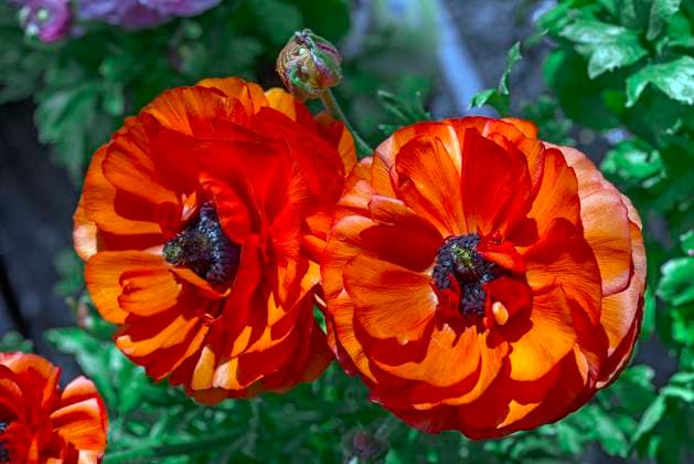  Rot blühende Ranunkeln (Ranunculus), Bayern, Deutschland, Europa *** Red Flowering Ranunkeln Ranunculus , Bavaria, Germany, Europe Copyright: imageBROKER/HelmutxMeyerxzurxCapellen ibxmzc09293159.jpg