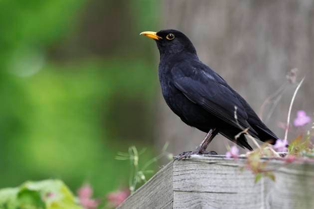  Amsel auch Schwarzdrossel (Turdus merula), Männchen, Schleswig-Holstein, Deutschland, Europa *** Amsel also Blackbird Turdus merula , Male, Schleswig Holstein, Germany, Europe Copyright: imageBROKER/JustusxdexCuveland ibxuve09314349.jpg